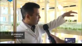 نهال پایه رویشی