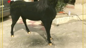 عمده فروشی مجسمه های حیوانات و المان شهری رزین | فایبرگلاس | پلی استر