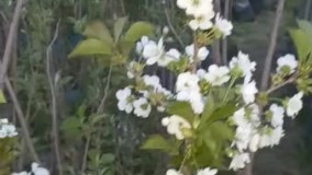 نهال گردو الو و البالو پایه رویشی شرکت یشیل نهال