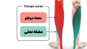 مهمترین راز ساخت ساق های خفن