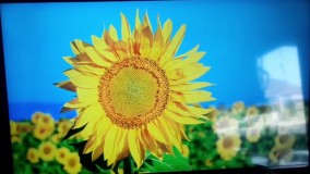 تلویزیون سامسونگ 43AU7000