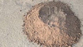 روش پرورش گل رز از طریق قلمه ساقه