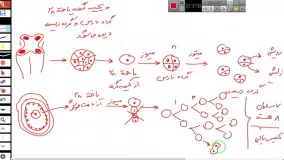 جمع بندی تولید مثل نهاندانگان