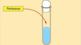 انیمیشن-آزمایشات-ایوری + 09044686613 تدریس زیست