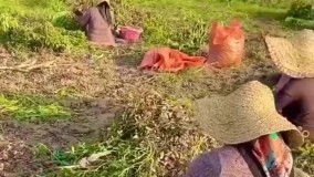 برداشت بادام زمینی آستانه اشرفیه،گیلان