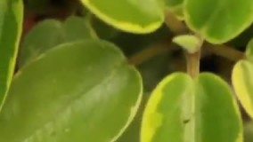 معرفی چند گیاه آپارتمانی ساده و زیبا