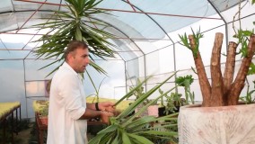 گیاهان آپارتمانی : یوکا و طریقه تکثیر آموزش کامل و جامع