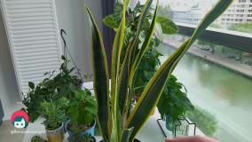 معرفی بهترین گیاهان آپارتمانی به همراه روش نگهداری و تکثیر | بانوی با سلیقه