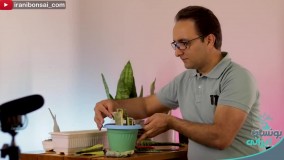 نکات ویژه برای قلمه زدن سانسوریا، که هرکسی نمیدونه | sansevieria