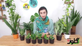 گیاهان آپارتمانی: نگهداری از سانسوریا کم توقع، بهترین انتخاب تازه کارها
