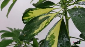 از معرفی تا نگهداری گل آپارتمانی شفلرا