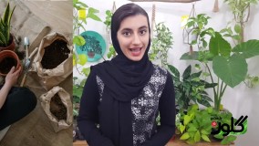 گیاه سانسوریا من پاجوش نمیزنه چیکارکنم؟