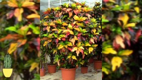 گل کروتون : آنچه که باید راجب گل کروتون بدانید !!