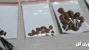 کاشتن بذر گل و گیاه / آموزش کاشت انواع بذر یا تخم گل و گیاه / Planting flower seeds
