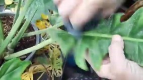 گل و گیاه | علت رزد شده گلها | نحوه کنترل