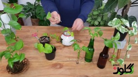 گیاهان آپارتمانی: انتخاب بهترین بستر کشت برای قلمه زدن پتوس