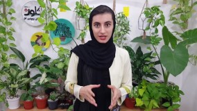 علت و نشونه‌های زرد شدن برگ گل و گیاه