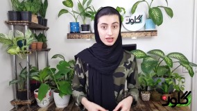 گیاهان آپارتمانی مقاوم به نور کم + نگهداری و جزییات خرید آنها