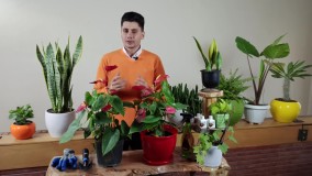 آموزش نگهداری از گل آنتوریوم به صورت تصویری + تکثیر با حسنی