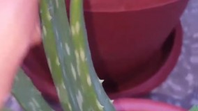 بهترین تقویت دهنده هرنوع گل و گیاه، 🌳 درمنزل🌱 که از عملکردش شگفت زده می شوید 👌