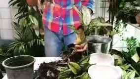 تکثیر آگلونما گل و گیاه آپارتمانی