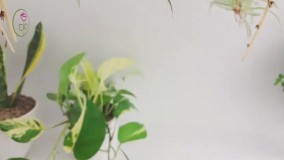 آموزش تکثیر گیاه گندمی