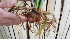 آموزش قدم به قدم قلمه زدن و تکثیر گل و گیاه آپارتمانی