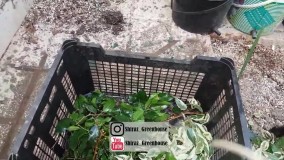 تکثیر معروف ترین گیاه آپارتمانی 🌲🌴