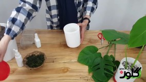 گیاهان آپارتمانی:آموزش تکثیر گیاه مونسترا یا برگ انجیری در 5 بستر کشت متفاوت