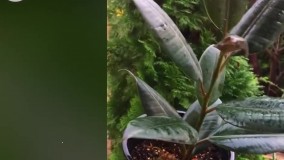 معرفی گلهای آپارتمانی بسیار شیک و زیبا