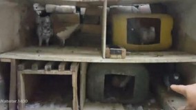 روش جدا کردن کبوتر نر و ماده از هم و جفت زدن با کبوتر دیگه