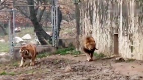 نبرد شیر و ببر