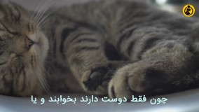 شش نکته درباره گربه های اسکاتیش فولد