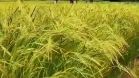 شالیزار های زیبای گیلان