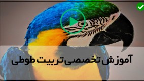 آموزش حرفه ای تربیت طوطی