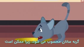 20 نکته درباره نگهداری از گربه