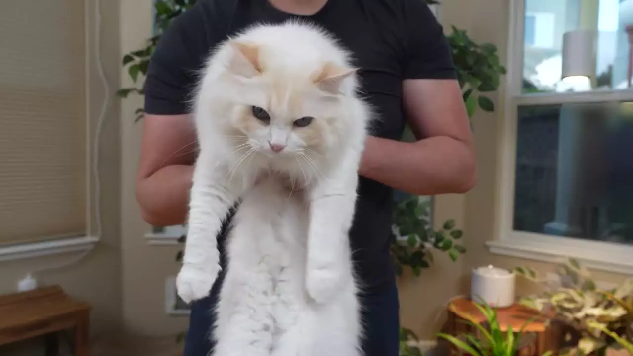 بلند کردن و بغل کردن گربه