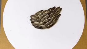 کاردستی با تخمه