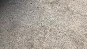 بخشی از سود ما برای گربه های بی سرپرست