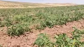 تأثیر استفاده از کود زیستی و مقایسه، به روایت کشاورز