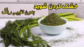 خشک کردن شوید تازه