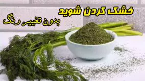 خشک کردن شوید تازه