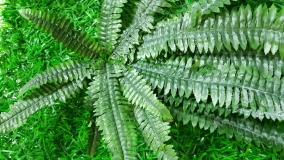 قیمت گل مصنوعی مدل بوته سرخس