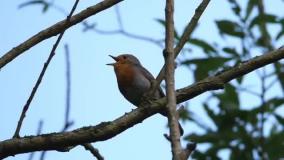 فیلم مستند اواز خوانی زیباترین پرندگان  وحشی جهان در جنگل و طبیعت زیبا