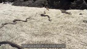 انتخاب هوشمندانه، پنل معامله حرفه‌ای ارز دیجیتال رابکس