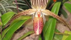 5 تا از گرانترین گلهای جهان