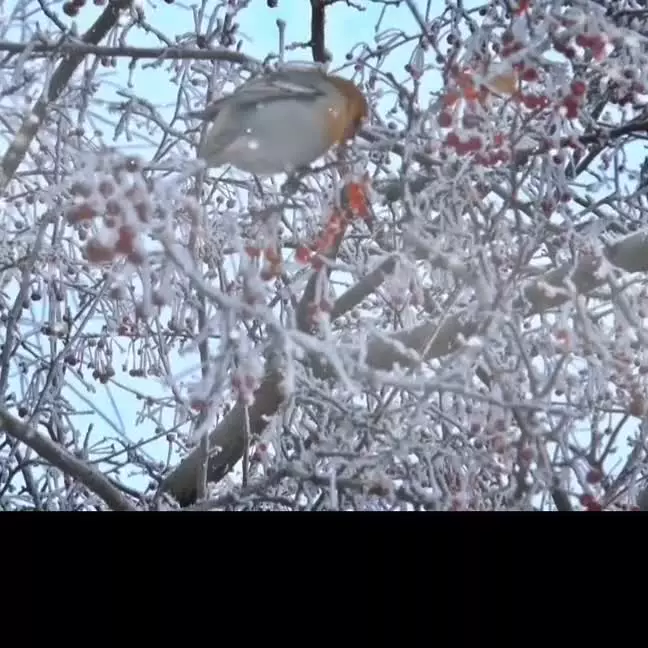 نماهنگ شکوه برف