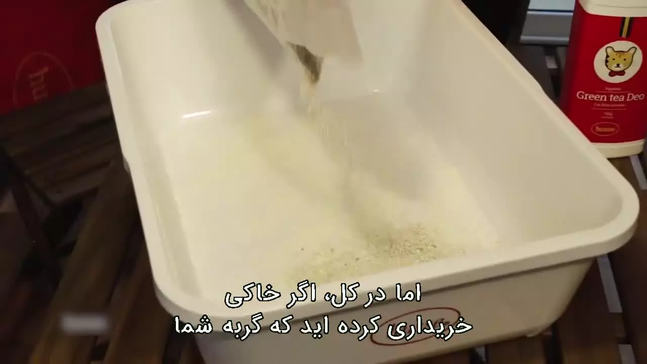نکات مهم درباره خاک و ظرف خاک گربه