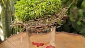 جدیدترین آموزش کاشت سبزه عید، سبزه آشیانه