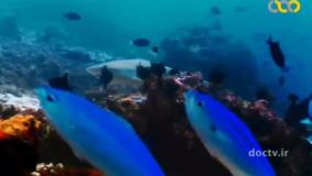 حیوانات باهوش 2